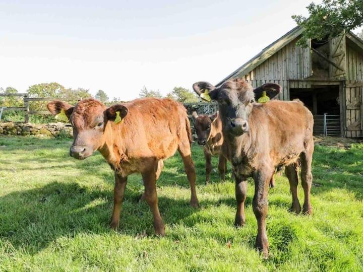 Pandy Farm - Waen Fechan Dolgellau Kültér fotó