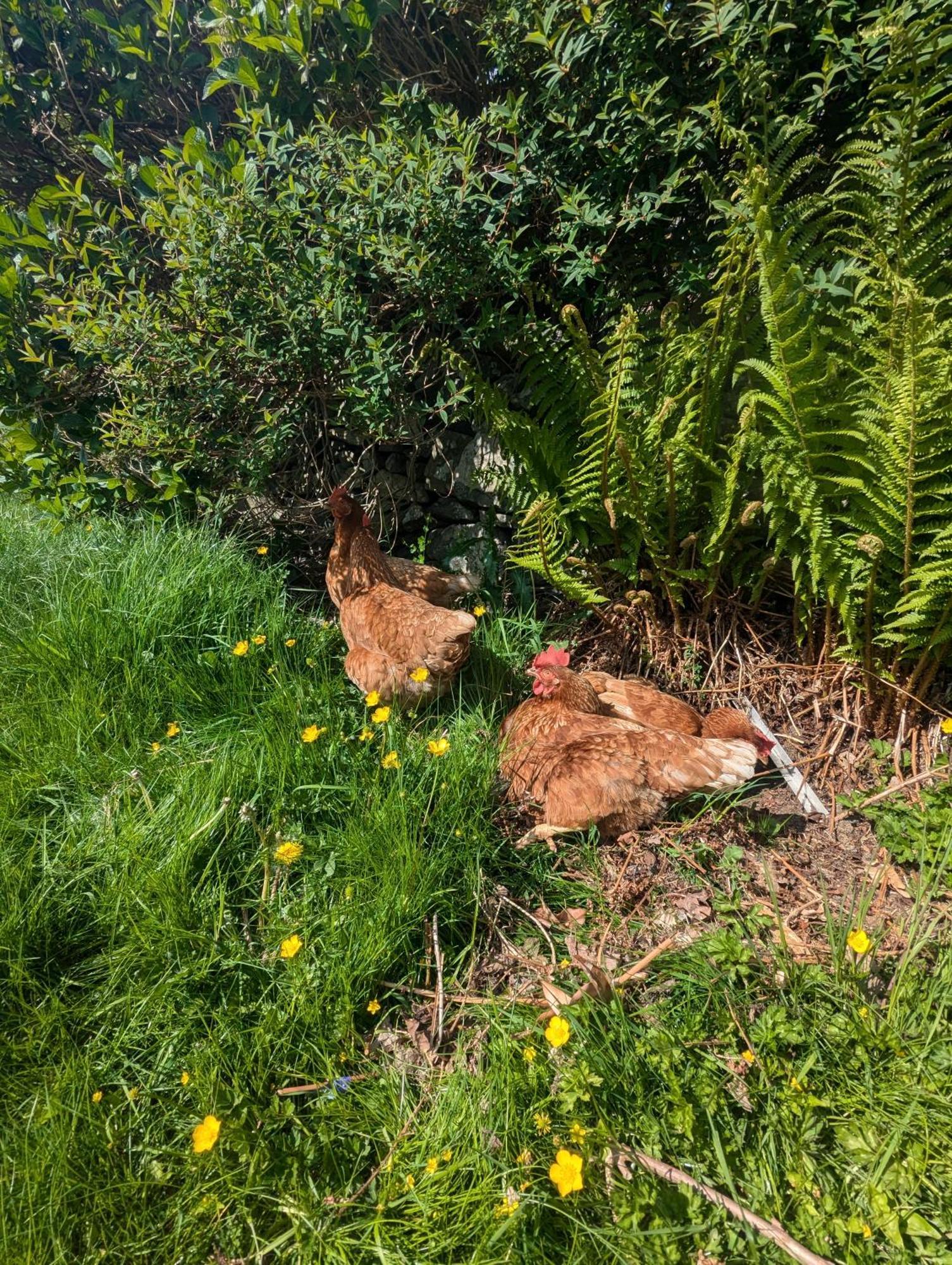 Pandy Farm - Waen Fechan Dolgellau Kültér fotó