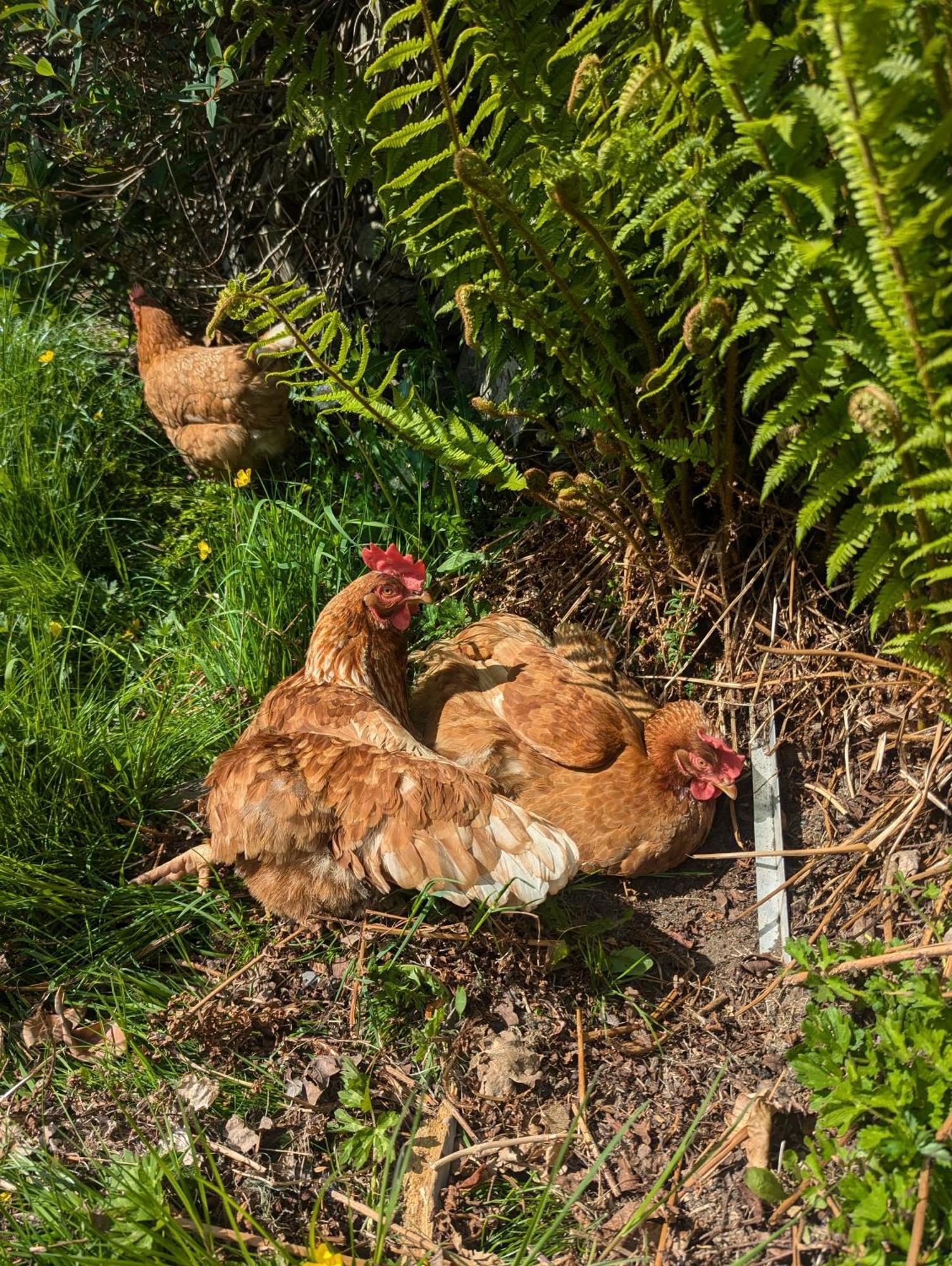 Pandy Farm - Waen Fechan Dolgellau Kültér fotó